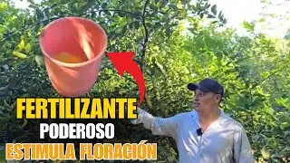 C&oacute;mo ESTIMULAR la FLOREACI&Oacute;N en C&Iacute;TRICOS de forma NATURAL y efectiva 👉