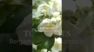 GRIO Senna fragrance shower Gel
