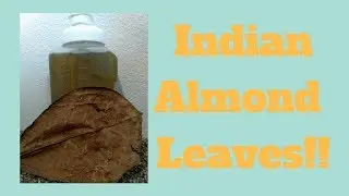 How to use Indian Almond Leaves In Your Aquarium!