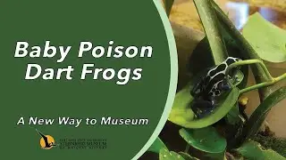 Baby Poison Dart Frogs | A New Way to Museum