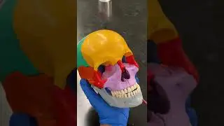 Axial Bones