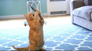 Da Bird from Go Cat