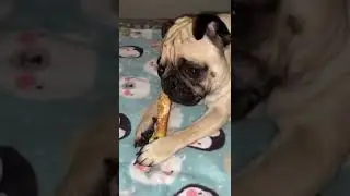 Pug comiendo carnasa | Guss The Pug