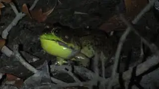 Green Frog Calls