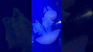 Jellyfish  #jelly #jellyfish #nature #love #travel #peace #peaceofmind #calm #calmmusic #life