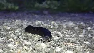 Svartkj&oslash;lsnegl / Limax cinereoniger