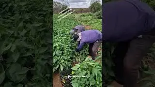 ele conseguiu colher primeiro do que eu a caixa de piment&atilde;o