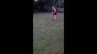 Universal Canine All Stars Coordination Fit Dog Submission