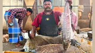 KASIMEDU SELVAM COBIA FISH CUTTING VIDEO | KASIMEDU SPEED SELVAM FISH CUTTING | UK SONS MARINE