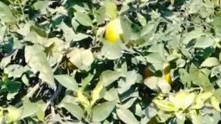 Beautiful Orange Tree 🍊 | Relaxing Nature Video #orangetree#nature