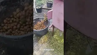 🌰💥 &iexcl;IMPRESIONANTE COSECHA! #CosechaDeNueces #CampoYTradici&oacute;n #AgriculturaModerna #TrabajoRural