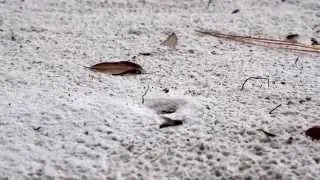 Sand wasp 2
