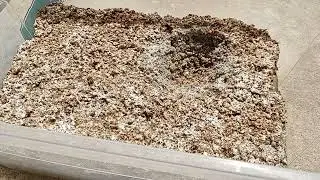 Contamination Chat Growing Mushrooms Easy Home Mycology