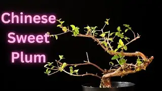 Chinese Sweet Plum. Sageretia theezans. I found 3 plums!