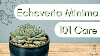 Как ухаживать за эхеверией Minima┃ Уход за эхеверией Minima 101