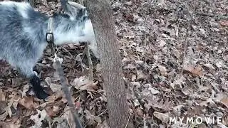 Cute Goat Uses A Tree To Scratch Her Head