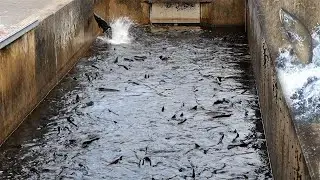 Thousands Of Salmon _Salmon River Fish Hatchery _Altmar_NY#salmon #pulaski #salmonfishing #fishing