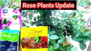 गुलाब के पौधे को जल्दी कैसे बड़ा करें / How to grow rose plant faster