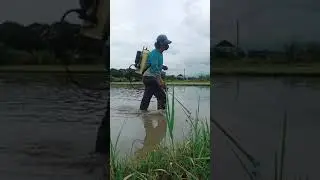 Fertilizer Spray~Before the rice is planted#farmingfun#shorts