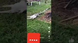 #shorts snake eat the goat #asmr