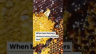Why Vegans Don&rsquo;t Consume Honey 🐝🍯 #honey #bees