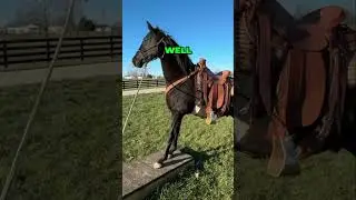 Horse Training Success! Amazing Results!