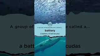 Animal Gangs: a battery of barracudas.      #shorts #animalgangs #animalfunfacts #barracudas