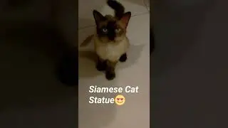 Siamese Cat Statue😍😍(Siyam kedisi heykeli)#shorts.