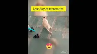 Labrador recovery from parvo virus infection #youtubeshorts #viral #labrador #parvovirus #vet #dog