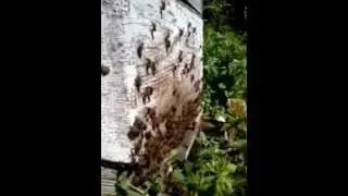 The bees, trying to keep cool. May 26, 2012 13:40