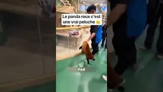 Ça se voit il fait plein de bêtises lui 🤣 #animal #animaux #panda