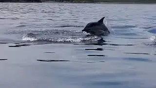 Some Dolphins out while we were out for some fishing   ｜ By Scoraig Projects and