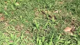How to Identify and Treat Crabgrass