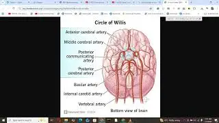 Veena Child Fund Neuro-Anatomy Blood/Nerve Supply of Brain & Spinal Cord MBBS Part-1