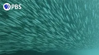 The Largest Mass Migration on the Planet