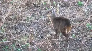 Muntjac Deer Barking