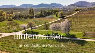 Blütenzauber an der Südlichen Weinstraße