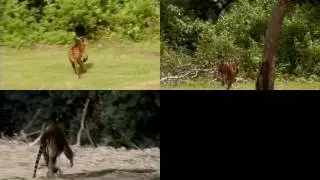 Discovering the behavior of articulated object classes (CVPR 2015) - tigers running