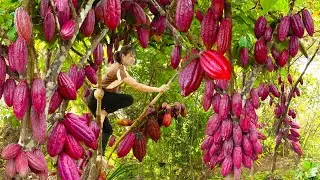 Harvest Wild Cocoa Goes to market sell| Animal care and gardening | Harvest and Sell