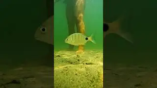 Armona Island under water #gopro #underwater #nature #portugal #olhao