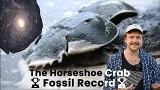 🏆 Horseshoe Crab Fossil Record 🏆 - GALACTIC SPECIES!?