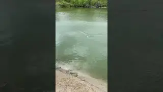 Huge Crappie Ohhhhhweee #crappiefishing #farmponds #slabcrappie
