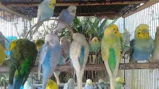 Healthy Adult Birds Peace #HealthyPets #AdultBirds #Wellness