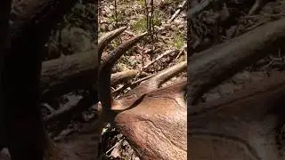 GIANT Surprise Moose Shed!!! #hunting #shedhunting