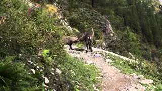 Chamois by Chamonix: En Garde!