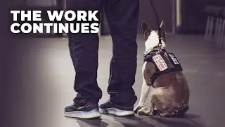The Work Continues | Inside Veteran Service Dog Training