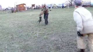 Szutyi, the Boston Terrier running guard training
