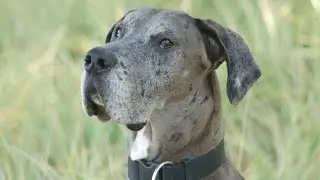 Summer Safety Tips for Great Dane Owners