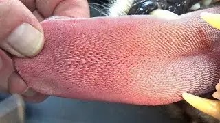 Never Let It Lick You  Many People Don t Know What It s Capable Of | WATOP