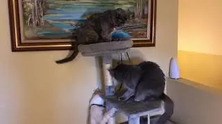 Cats Fight On Cat Tree